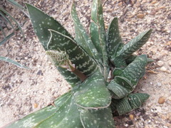Gasteria gracilis