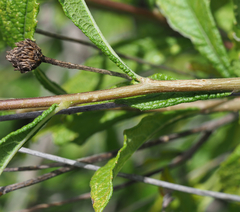 Verbesina neotenoriensis