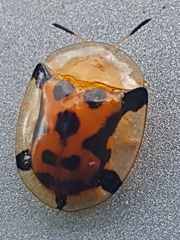 Aspidimorpha westwoodi