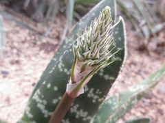 Gasteria gracilis