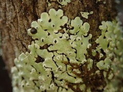 Menegazzia neozelandica