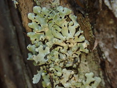 Menegazzia neozelandica