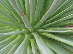 Agave stricta