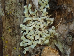 Menegazzia neozelandica