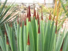 Agave stricta