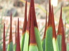 Agave stricta