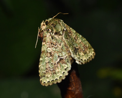 Noctuoidea