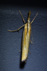 Agriphila aeneociliella