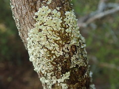 Menegazzia neozelandica
