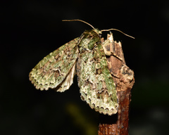 Noctuoidea