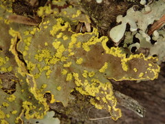 Crocodia rubella