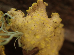 Crocodia rubella