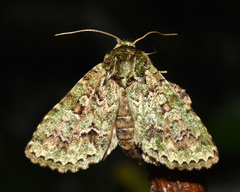 Noctuoidea