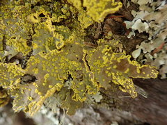 Crocodia rubella