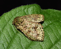 Noctuoidea