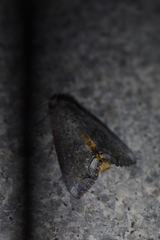 Hypocala deflorata