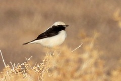 Oenanthe finschii
