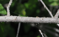Verbesina neotenoriensis