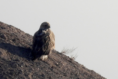 Buteo rufinus