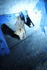 Hipposideros lankadiva