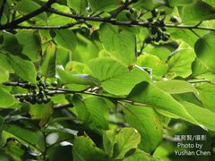 Rhamnus nakaharai