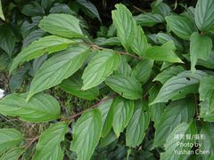 Rhamnus nakaharai