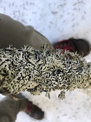 Hypogymnia rugosa