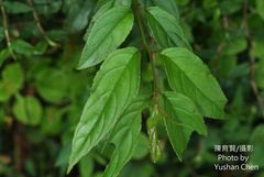 Rhamnus nakaharai