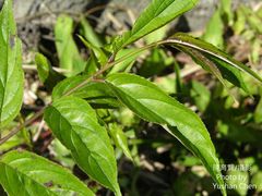 Rhamnus nakaharai