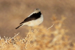 Oenanthe finschii