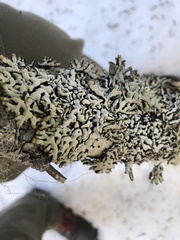 Hypogymnia rugosa