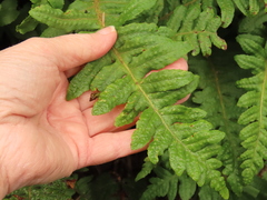 Polypodium calirhiza image