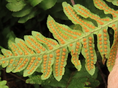 Polypodium calirhiza image