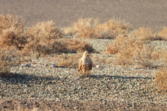 Buteo rufinus