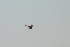Falco tinnunculus