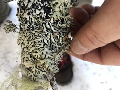 Hypogymnia rugosa