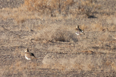Vanellus vanellus