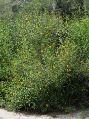 Verbesina neotenoriensis