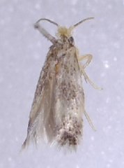 Stigmella populetorum