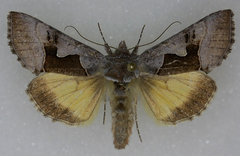Syngrapha orophila