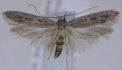 Filatima