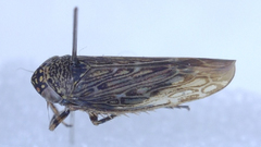 Scleroracus