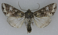 Mamestra configurata