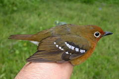 Geokichla piaggiae