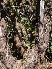 Phlegmariurus phyllanthus
