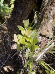 Myrsine kauaiensis