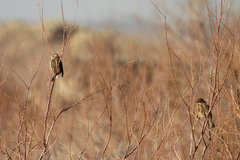 Emberiza schoeniclus
