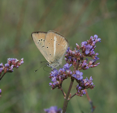 Polyommatus ripartii