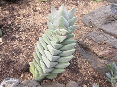 Crassula