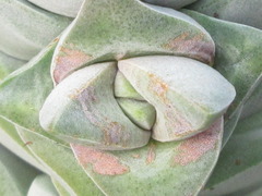 Crassula